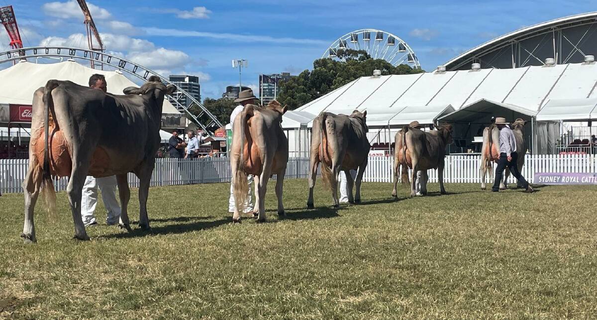 The lineup during judging for Brown Swiss intermediate champion female. The lineup during judging for Brown Swiss intermediate champion female.