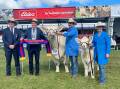 Gavin and Kristie O'Brien of Winchester Charolais, Orange, took top honours with  Winchester Daisy Duke N16E awarded senior champion female and supreme Charolais exhibit on Sunday with judge Scott Myers, Myers Angus and H Francis and Co, The Rock and Matt Collins, Kenmere Charolais, Holbrook. 