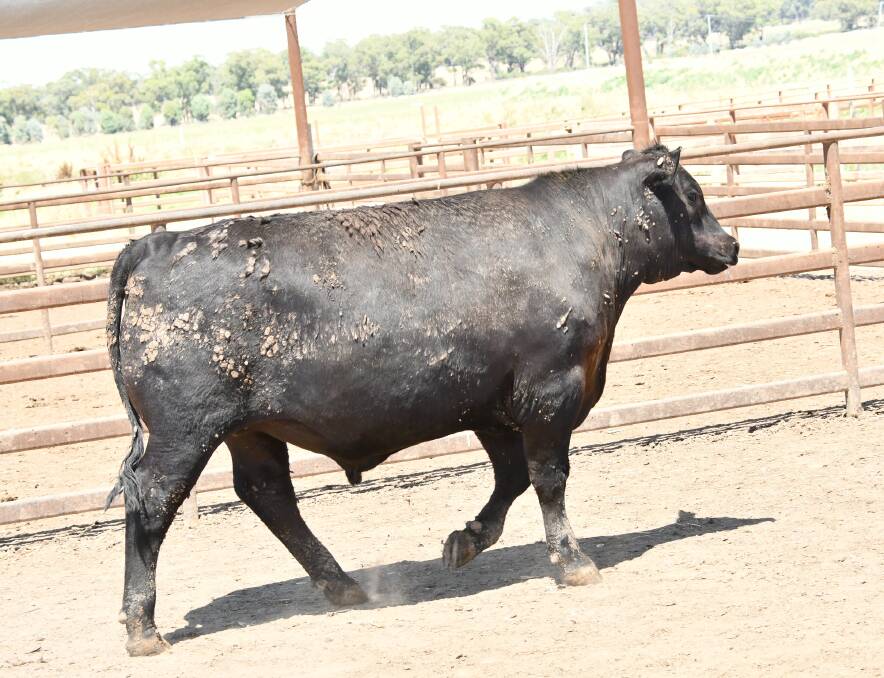The Angus steer which resulted in the highest scoring carcase for the Baringa team on 90 points. The Angus steer which resulted in the highest scoring carcase for the Baringa team on 90 points.