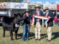 Diamond Ms Reckoning R447 with Christie Fuller, judge Ben Mayne, and former RAS president, Arthur Bragg. Photo: Branded Ag