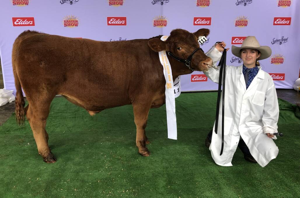 Nowra High student, Tahlia Cornish-day, year 11, with the South Devon steer during live judging. Photo: Supplied Nowra High student, Tahlia Cornish-day, year 11, with the South Devon steer during live judging. Photo: Supplied