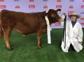 Nowra High student, Tahlia Cornish-day, year 11, with the South Devon steer during live judging. Photo: Supplied