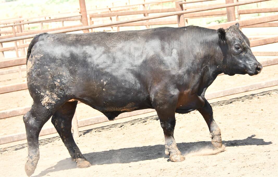 Hicks Beef's high scoring carcase with a total score of 83.00 Hicks Beef's high scoring carcase with a total score of 83.00