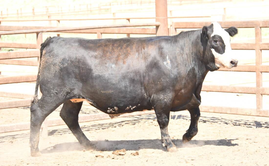 Melon Pastoral Company's Angus/Hereford steer which gained 2.34 kilograms per day over the trial period. Melon Pastoral Company's Angus/Hereford steer which gained 2.34 kilograms per day over the trial period.