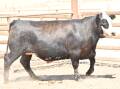 Melon Pastoral Company's Angus/Hereford steer which gained 2.34 kilograms per day over the trial period. 