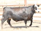 Melon Pastoral Company's Angus/Hereford steer which gained 2.34 kilograms per day over the trial period. 