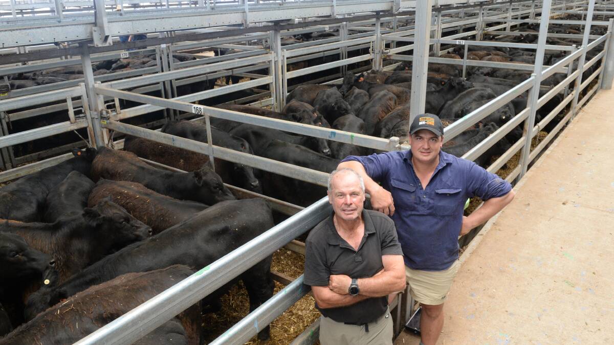Rod and son Rodda Manning from Davilak Pastoral Company, Mansfield, Victoria, sold 510 10-month-old steers of Glendalloch bloodlines, ranging in weight from 296 to 366 kilograms during day one of the Angus grown and weaners sales at the Northern Victoria Livestock Exchange (NVLX) today. Rod and son Rodda Manning from Davilak Pastoral Company, Mansfield, Victoria, sold 510 10-month-old steers of Glendalloch bloodlines, ranging in weight from 296 to 366 kilograms during day one of the Angus grown and weaners sales at the Northern Victoria Livestock Exchange (NVLX) today.
