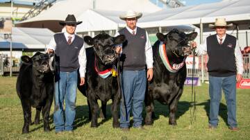 HORDERN WINNERS: KO Jedda K127 led by Angus Onisforou and Tim Lord, KO Angus, Kangaloon, and PC Royal Roll R017 led by Greg Fuller, Pine Creek Angus, Cowra.