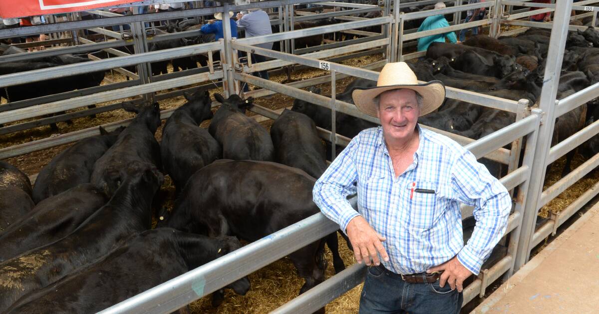 Dennis Heywood from DKF Heywood and Sons, Glenlock, Everton, sold 492 Angus, including 319 steers and 173 heifers, through Elders today at the Northern Victoria Livestock Exchange. Dennis Heywood from DKF Heywood and Sons, Glenlock, Everton, sold 492 Angus, including 319 steers and 173 heifers, through Elders today at the Northern Victoria Livestock Exchange.