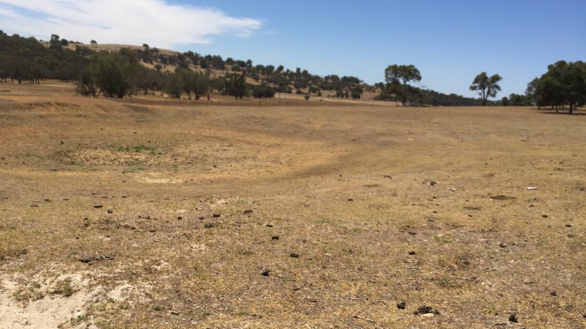 Water deficiency declared for the Grass Patch and Salmon Gums areas has been revoked on the back of solid rainfall recently. Water deficiency declared for the Grass Patch and Salmon Gums areas has been revoked on the back of solid rainfall recently.