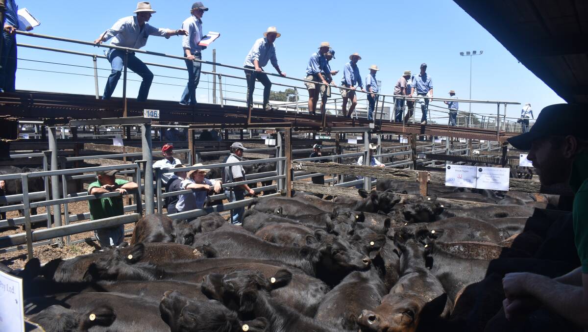 INTEREST: Weaner cattle sales start across Australia this week and the excitment is kicking building. INTEREST: Weaner cattle sales start across Australia this week and the excitment is kicking building.