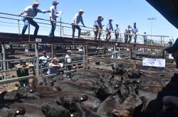 INTEREST: Weaner cattle sales start across Australia this week and the excitment is kicking building.