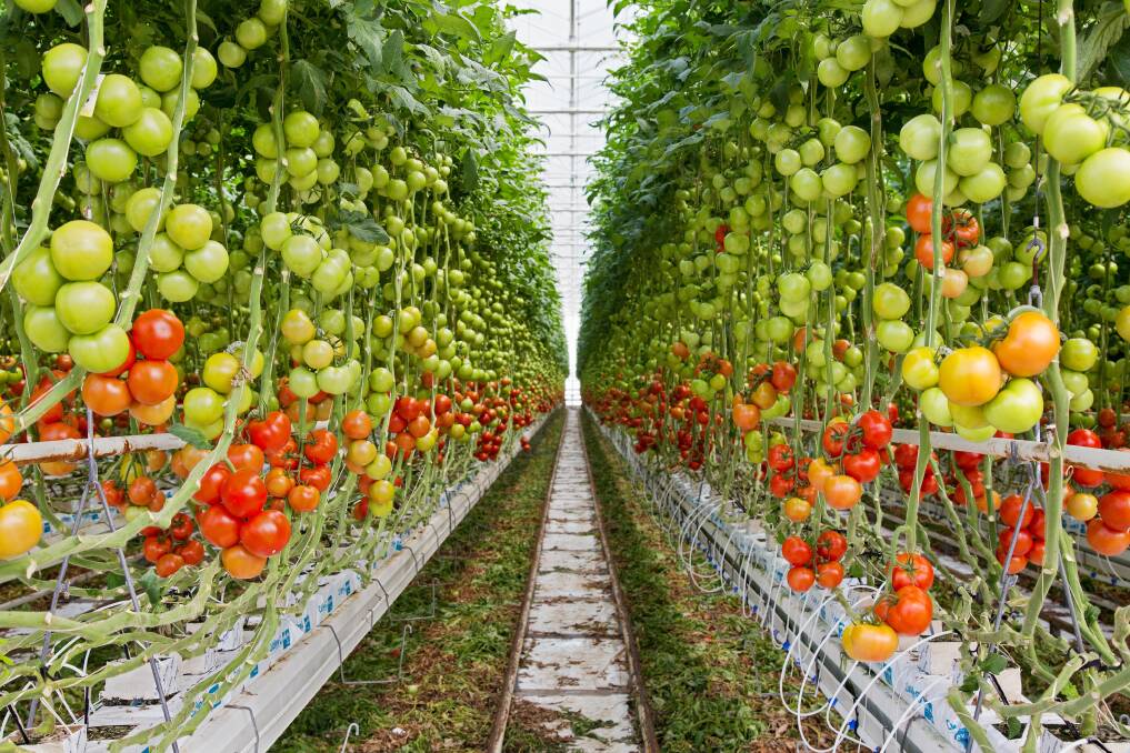 GROWING plans: The South Australian business wants to fast track its plans to grow more hydroponic vegetables year-round under glass. Pictures: Colliers. GROWING plans: The South Australian business wants to fast track its plans to grow more hydroponic vegetables year-round under glass. Pictures: Colliers.