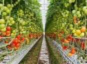 GROWING plans: The South Australian business wants to fast track its plans to grow more hydroponic vegetables year-round under glass. Pictures: Colliers. 