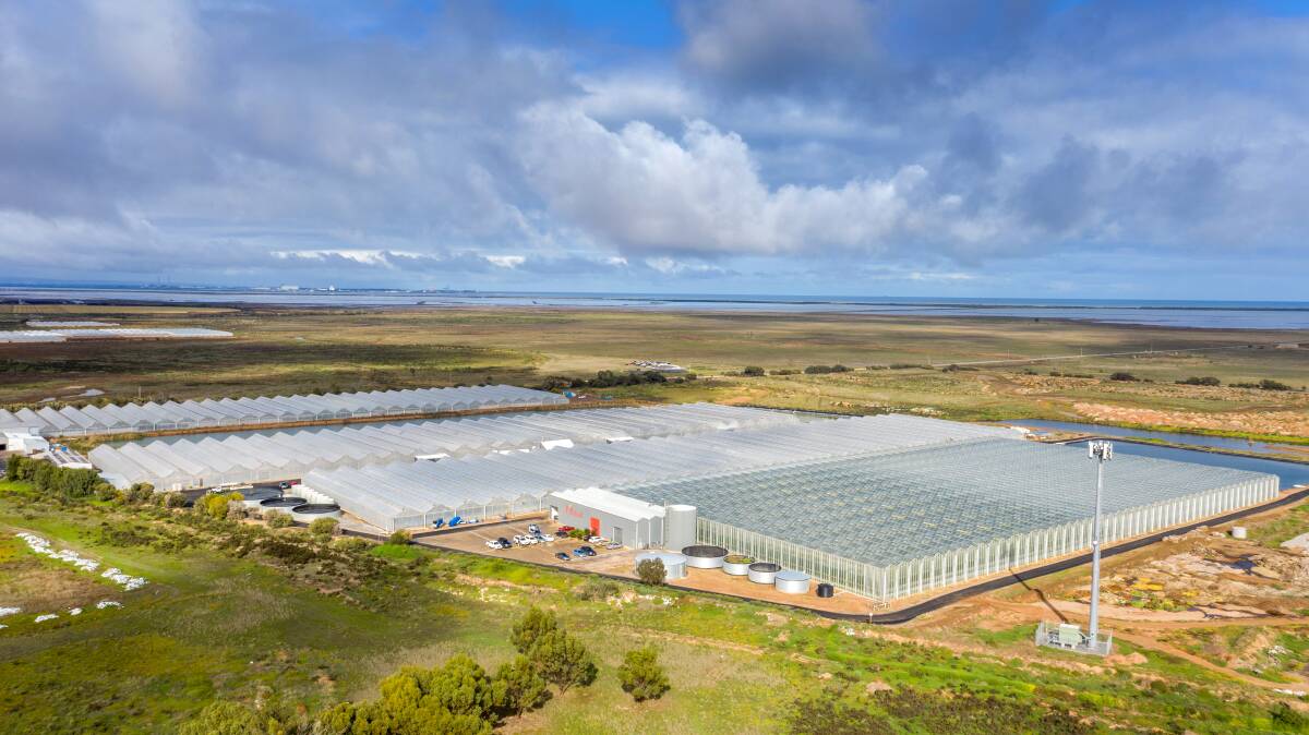 P'Petual Holdings wants to expand its glasshouse development. P'Petual Holdings wants to expand its glasshouse development.