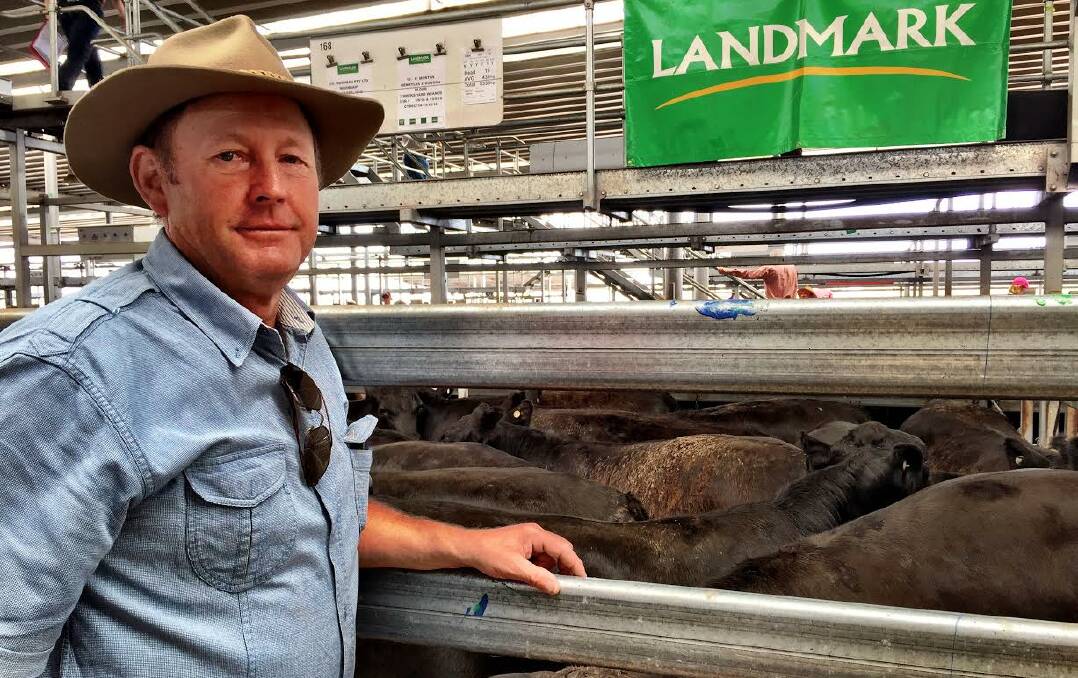 Jim Ross, 'Noonbah', Holbrook and his award-winning Verbac Best Pen of the Day steers. His 19 head, averaging 439kg reached $1520 per head. This was the first time Mr Ross had sold cattle at NVLX and, after this positive experience, he said he will be back. Jim Ross, 'Noonbah', Holbrook and his award-winning Verbac Best Pen of the Day steers. His 19 head, averaging 439kg reached $1520 per head. This was the first time Mr Ross had sold cattle at NVLX and, after this positive experience, he said he will be back.