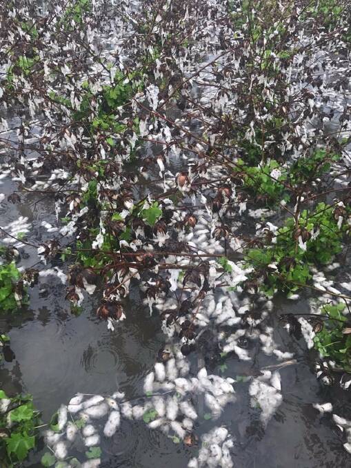 Growers are hoping wet weather last week has not done lasting damage to unpicked cotton crops ready for harvest. Growers are hoping wet weather last week has not done lasting damage to unpicked cotton crops ready for harvest.