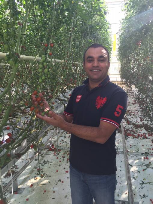 Naresh Singh, head grower with D'VineRipe, has achieved world best yields in a number of varieties of tomatoes. Naresh Singh, head grower with D'VineRipe, has achieved world best yields in a number of varieties of tomatoes.