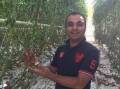 Naresh Singh, head grower with D'VineRipe, has achieved world best yields in a number of varieties of tomatoes. 