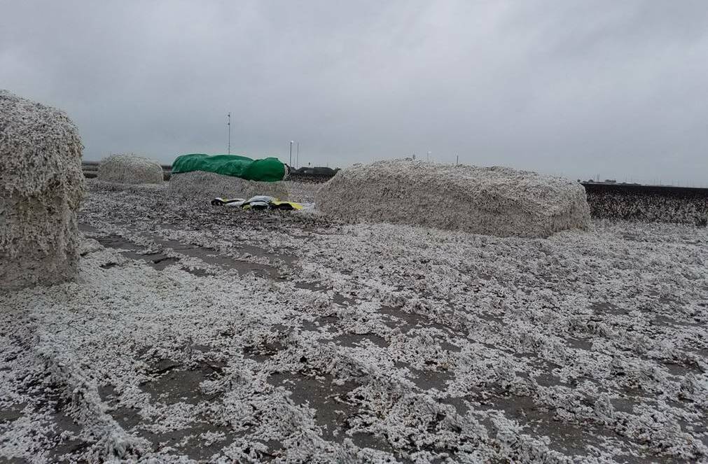 WORST FEARS: Cotton producers are hoping there is not a repeat of this incident from several years ago where unginned cotton was ruined by rain. WORST FEARS: Cotton producers are hoping there is not a repeat of this incident from several years ago where unginned cotton was ruined by rain.