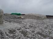 WORST FEARS: Cotton producers are hoping there is not a repeat of this incident from several years ago where unginned cotton was ruined by rain.