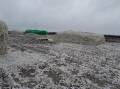 WORST FEARS: Cotton producers are hoping there is not a repeat of this incident from several years ago where unginned cotton was ruined by rain.