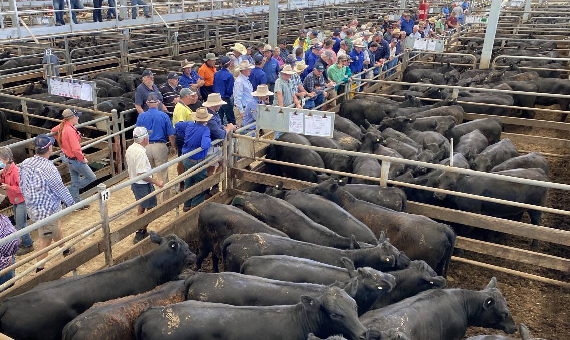 INTEREST: Nearly 3800 cattle were yarded at the Wangaratta Livestock Exchange for the feature steer female sale. INTEREST: Nearly 3800 cattle were yarded at the Wangaratta Livestock Exchange for the feature steer female sale.