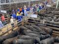 INTEREST: Nearly 3800 cattle were yarded at the Wangaratta Livestock Exchange for the feature steer female sale.