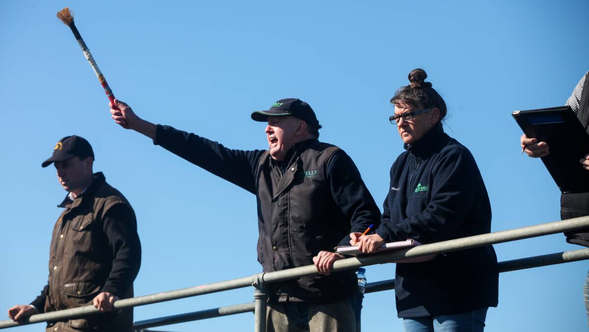 SELLING SEASON: Jack Kelly, centre, from J & J Kelly Livestock Agents says he's never seen as good a season in his lifetime.