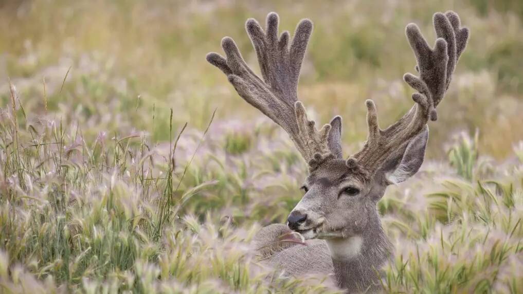 Where wild creatures outnumber humans, and nature comes remarkably close