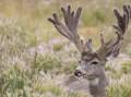 Where wild creatures outnumber humans, and nature comes remarkably close