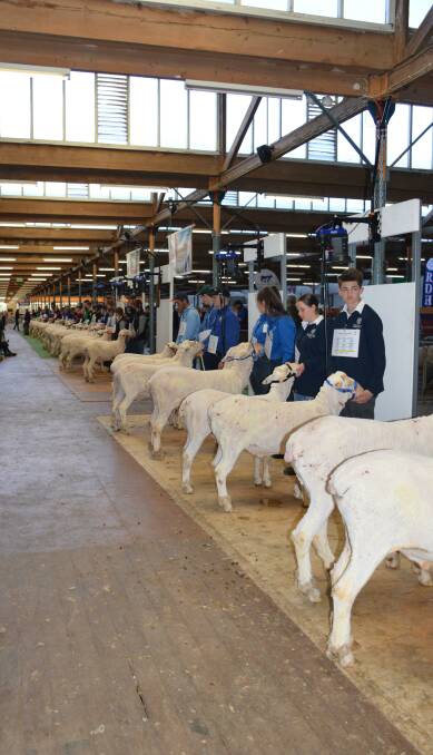Big efforts to keep Adelaide Show spirit alive Big efforts to keep Adelaide Show spirit alive