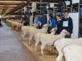 Big efforts to keep Adelaide Show spirit alive