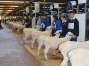 Big efforts to keep Adelaide Show spirit alive