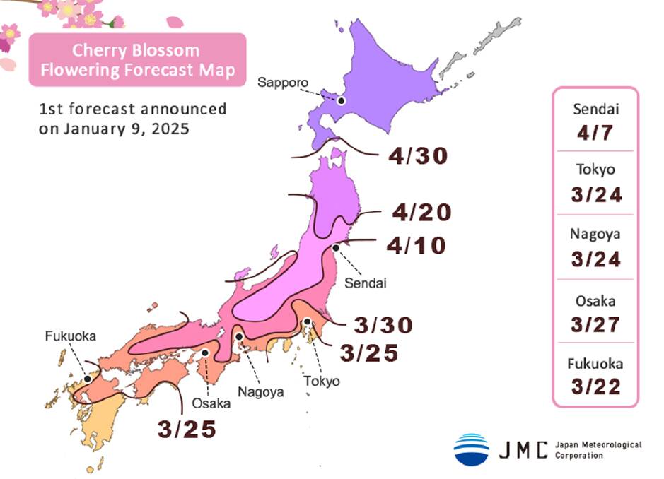 These nine cities offer a fairytale-like experience of cherry blossom viewing in Japan