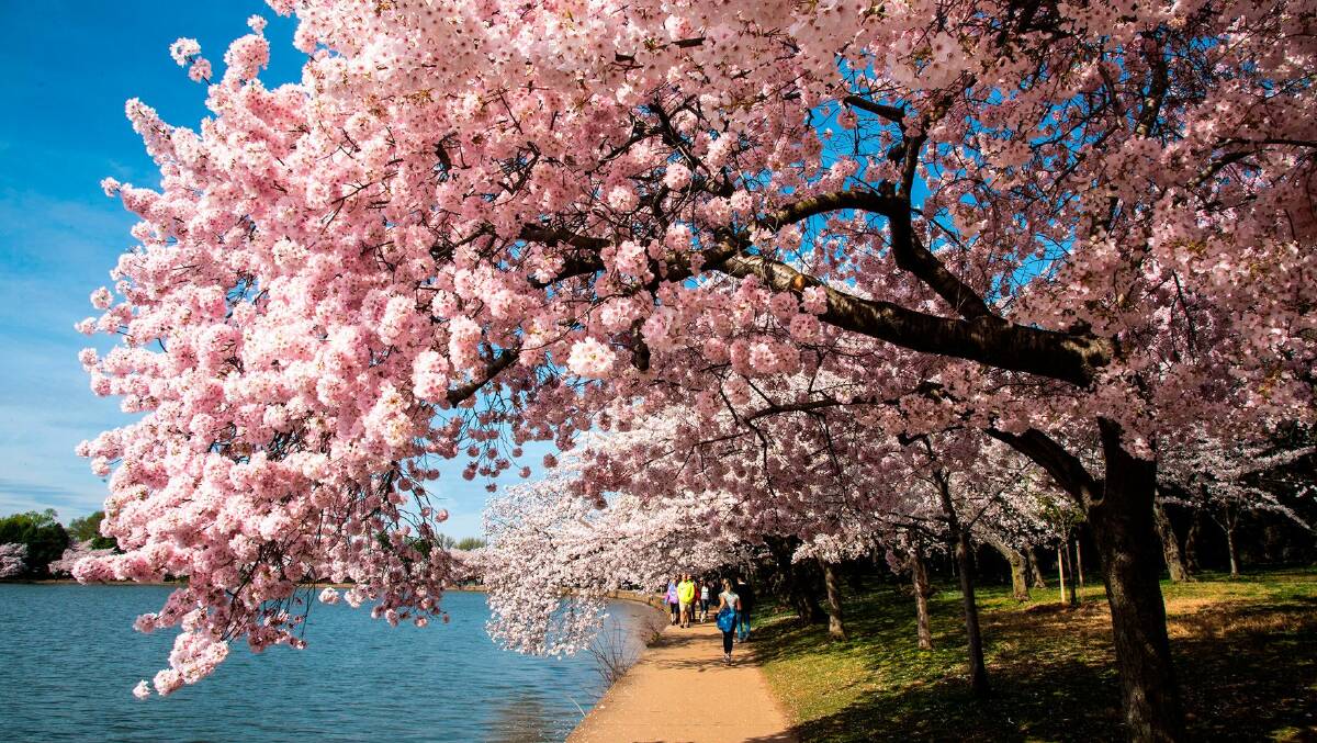 These nine cities offer a fairytale-like experience of cherry blossom viewing in Japan