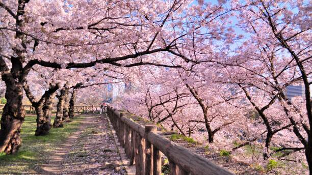 News about Japan