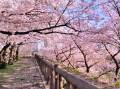 News about Japan