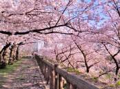 News about Japan