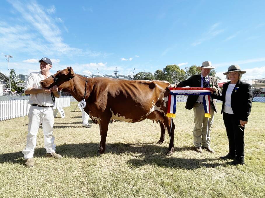 Senior champion Illawarra female Codas Maxima Sarah with owner Charles Lucas, steward Alastair Rayner and judge Jenny Grey. Senior champion Illawarra female Codas Maxima Sarah with owner Charles Lucas, steward Alastair Rayner and judge Jenny Grey.