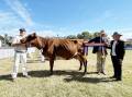 Senior champion Illawarra female Codas Maxima Sarah with owner Charles Lucas, steward Alastair Rayner and judge Jenny Grey.