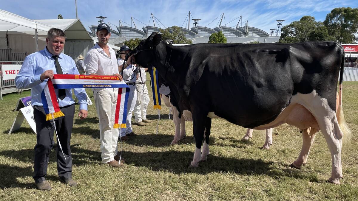 Senior champion Holstein female Smallridge Shadow Rainbow with judge Glen Gordon and handler Andrew Cullen during the Sydney Royal Dairy Cattle Show. Senior champion Holstein female Smallridge Shadow Rainbow with judge Glen Gordon and handler Andrew Cullen during the Sydney Royal Dairy Cattle Show.
