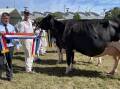 Senior champion Holstein female Smallridge Shadow Rainbow with judge Glen Gordon and handler Andrew Cullen during the Sydney Royal Dairy Cattle Show.
