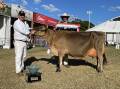 Sydney Royal supreme champion dairy female Bushlea Irwins Jenny with exhibitor Rocky Allen, Cobargo, and Michael MacCue, RAS dairy committee.