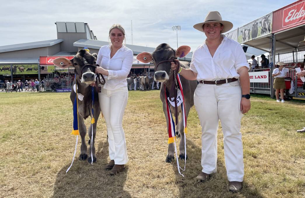 Junior and reserve champion female titles for the Brown Swiss breed with two paternal sisters, Werombi Vale Blooming Impact and Werombi Vale Beverly Nicole, both by Scherma Glenn Blooming, with handlers Blaize Freestone and Amy Hayter. Junior and reserve champion female titles for the Brown Swiss breed with two paternal sisters, Werombi Vale Blooming Impact and Werombi Vale Beverly Nicole, both by Scherma Glenn Blooming, with handlers Blaize Freestone and Amy Hayter.