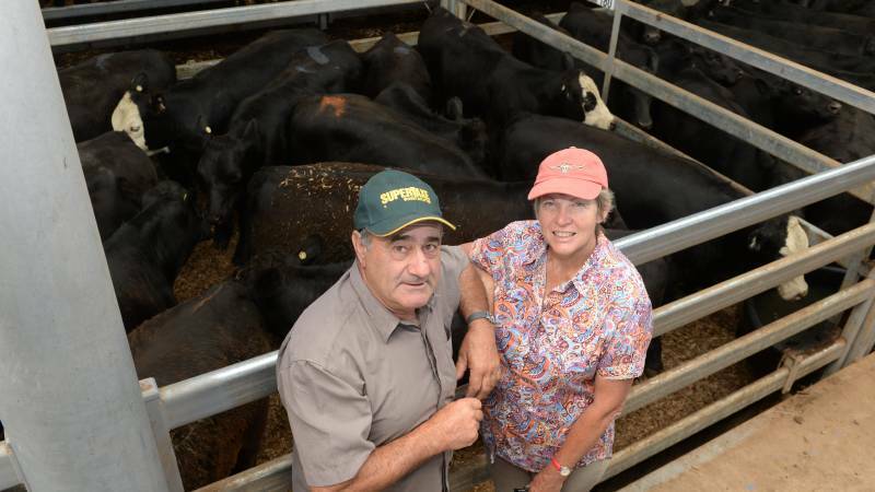 Vendors Nick and Joy Paola, German Town via Bright, Vic, selling 10 steers, Witherswood blood, and selling 56 mixed-sex weaners in total. Photo: Rachael Webb Vendors Nick and Joy Paola, German Town via Bright, Vic, selling 10 steers, Witherswood blood, and selling 56 mixed-sex weaners in total. Photo: Rachael Webb