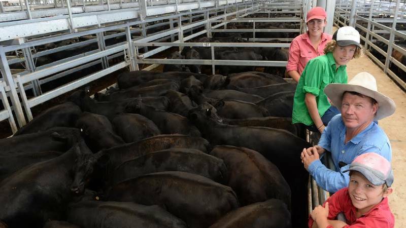 Weaner sales kick off: Day one highlights | Photos, Video Weaner sales kick off: Day one highlights | Photos, Video