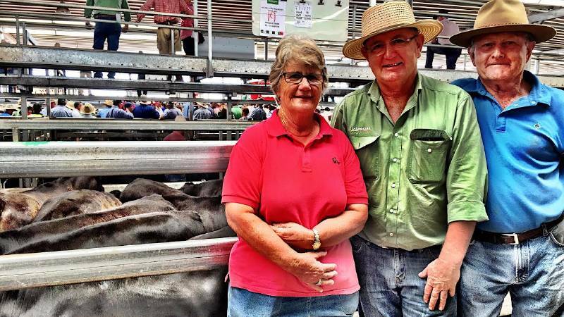 Weaner sales kick off: Day one highlights | Photos, Video Weaner sales kick off: Day one highlights | Photos, Video