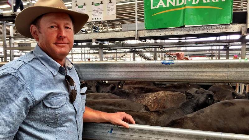 Weaner sales kick off: Day one highlights | Photos, Video Weaner sales kick off: Day one highlights | Photos, Video