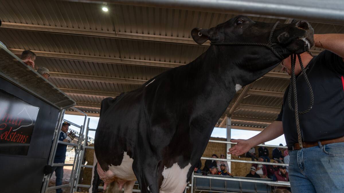 Holstein sale etched in record books